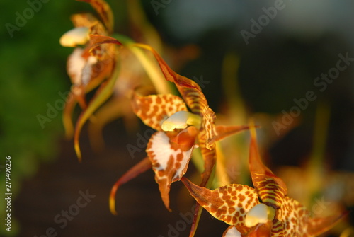 Ada orchidee, Verwandte der Brassilianischen oder Spinnenorchidee