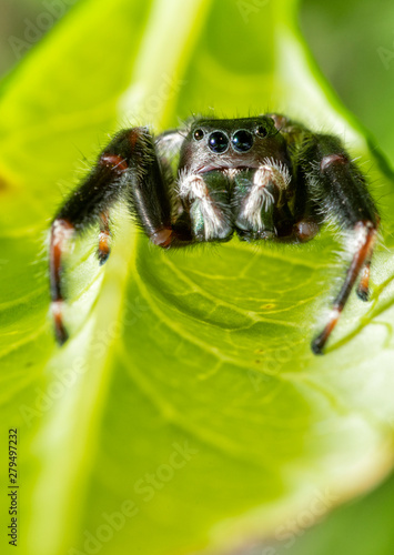 Beautiful Phidippus clarus, Brilliant jumping spider, waiting for prey under a leaf with his white pedipalps in front of his iridescent green chelicerae photo