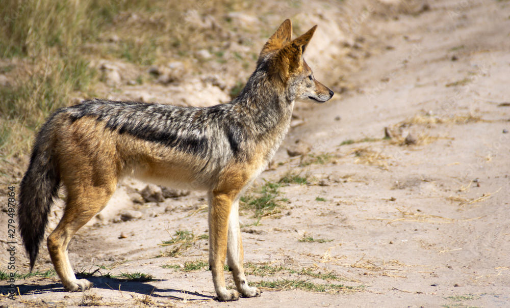 black backed jackal black backed jackal