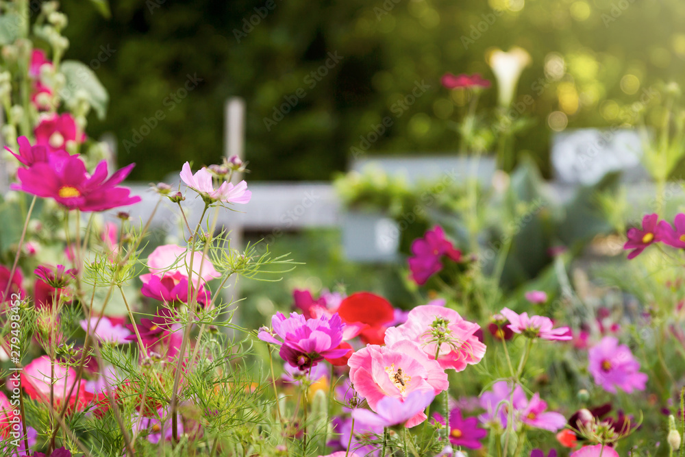 Mixture of wild flowers growing in the garden including garden cosmos, poppy and hollyhock flowers; beautiful combination of pink, purple and red flowers growing together Mixture of wild flowers growing in the garden including garden cosmos, poppy and hollyhock flowers; beautiful combination of pink, purple and red flowers growing together