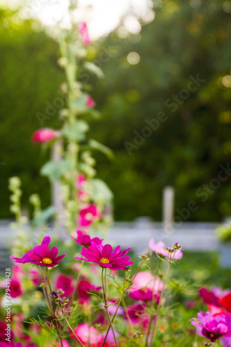Mixture of wild flowers growing in the garden including garden cosmos, poppy and hollyhock flowers  beautiful combination of pink, purple and red flowers growing together © Karynf