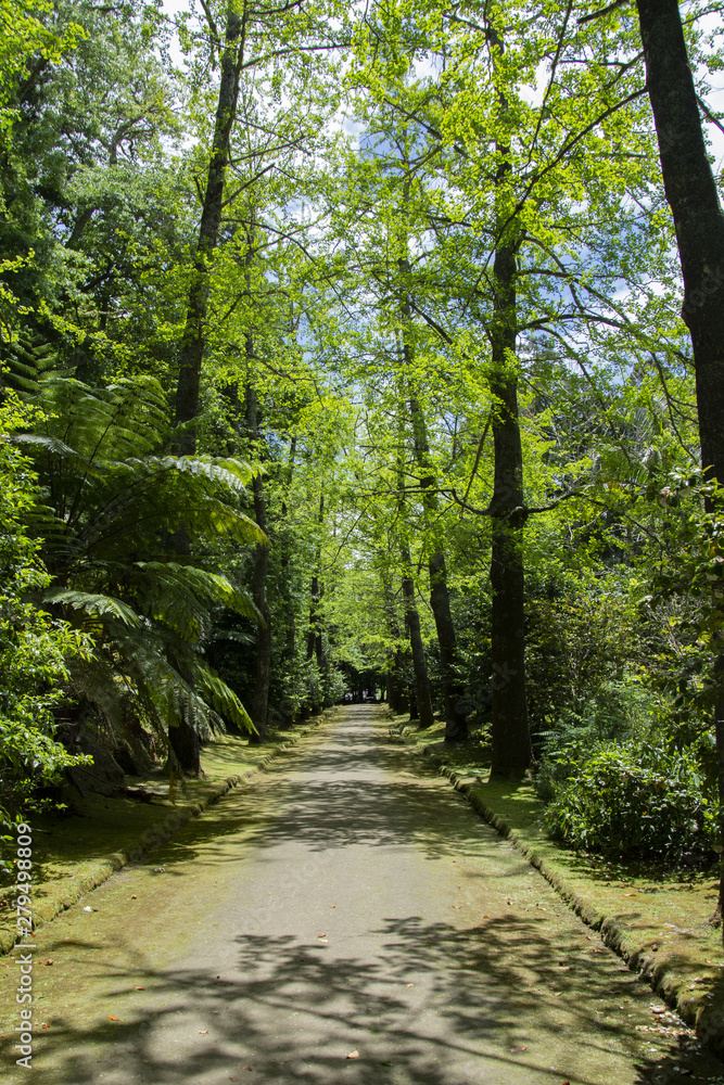Fototapeta premium Fleurs du parc Terra Nostra aux Açores