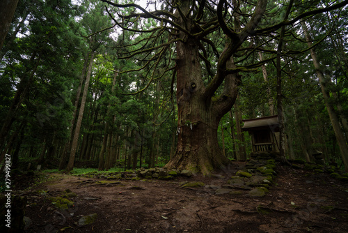 苔寺 photo