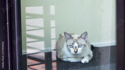 Gray cat lying on a chair looking out outside the glass door