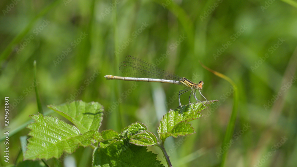 Libellula damigella verde posata su filo di erba Libellula damigella verde posata su filo di erba