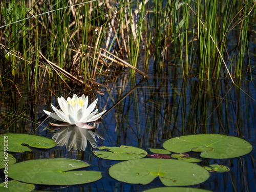 Single white water lily and reflection in a pond with foliage and reeds