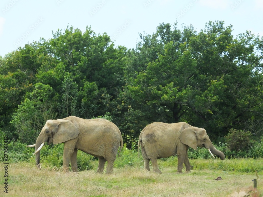 Fototapeta premium Elephant 3