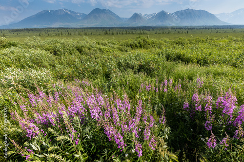Landscape at the Alaska Highway photo