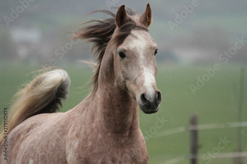 portrait of a horse © Cornelia