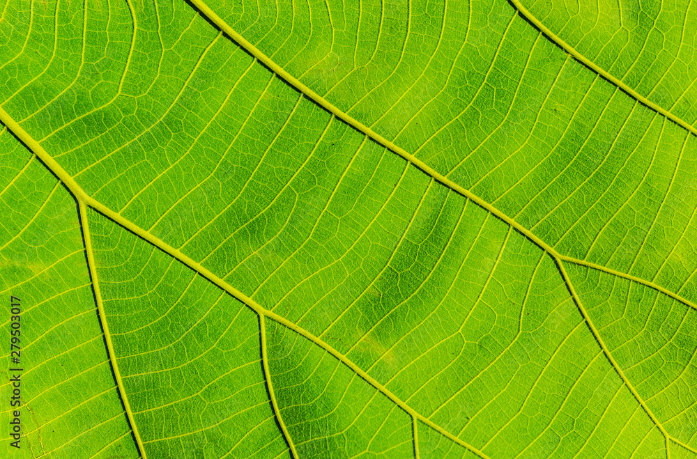 Green leaves background, Leaf detail texture Green leaves background, Leaf detail texture