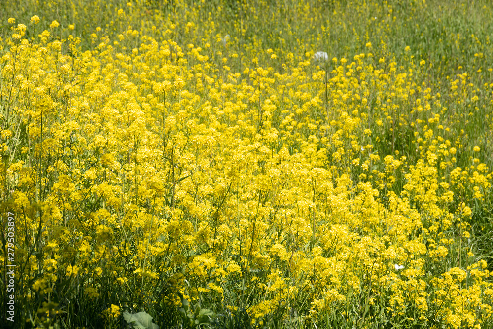 Obraz premium 荒川の河川敷に咲く菜の花