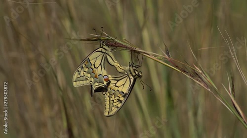   macaon butterfly couple, in reproduction time, with unfocused background   photo