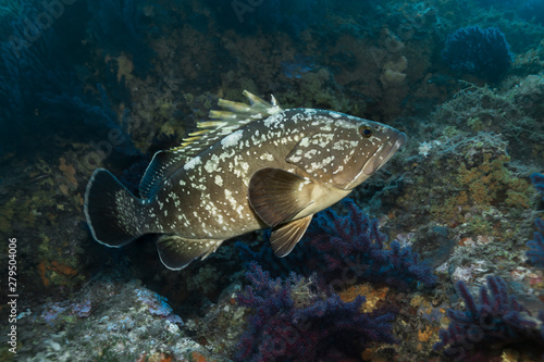 Obraz na płótnie Dusky grouper (Epinephelus marginatus)