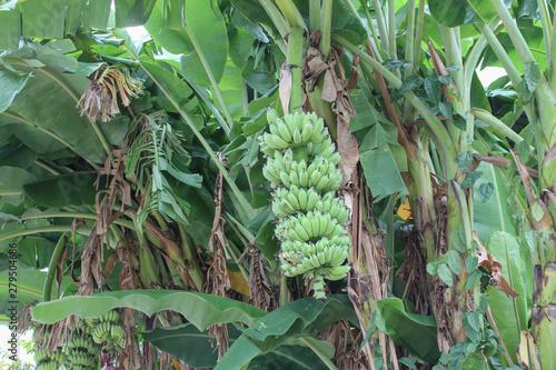 Banana tree
