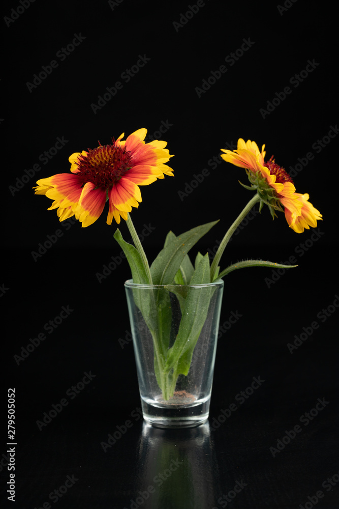 Obraz premium Gaillardia pulchella on a dark table in a glass vase. Beautiful flowers cut from the home garden.