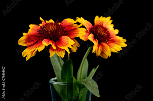 Gaillardia pulchella on a dark table in a glass vase. Beautiful flowers cut from the home garden.