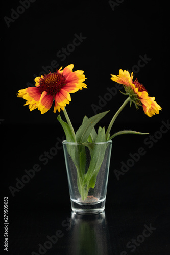 Gaillardia pulchella on a dark table in a glass vase. Beautiful flowers cut from the home garden. © Piotr