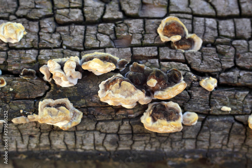 Tree mushrooms on a dry log background texture