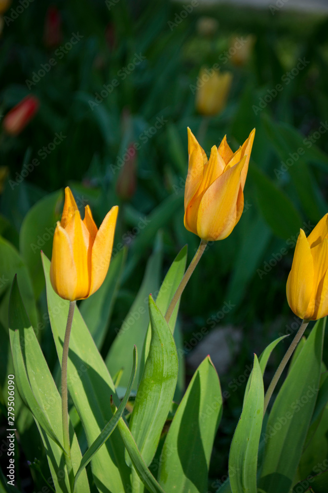Naklejka premium Tulpe gelb