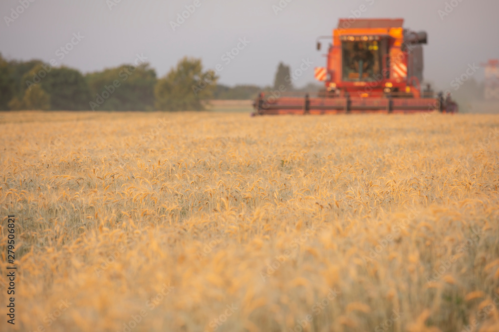 Fototapeta premium Harvesting wheat. Harvester in the field.