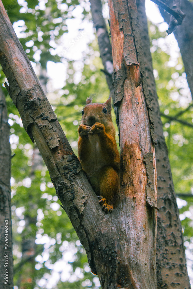Obraz premium Squirrel in the wild gnaws nuts