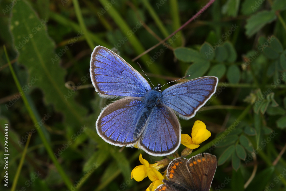 Polyommatus semiargus (ROTTEMBURG, 1775) Rotklee-Bläuling, Männchen 14.06.2010 bei Nonnenbach (Blankenheim, Eifel)SONY DSC Polyommatus semiargus (ROTTEMBURG, 1775) Rotklee-Bläuling, Männchen 14.06.2010 bei Nonnenbach (Blankenheim, Eifel)SONY DSC