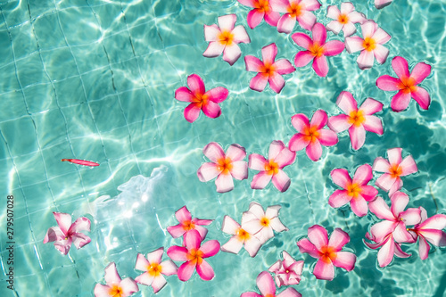Wallpaper Mural frangipani flower floating in clear blue water, with copy space. Torontodigital.ca