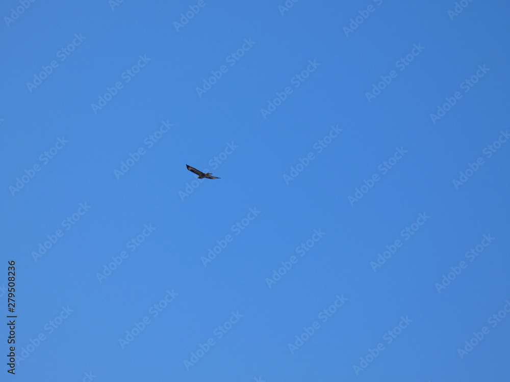 Aquila del Bonelli (Aquila fasciata)