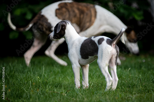 Greyhound puppy