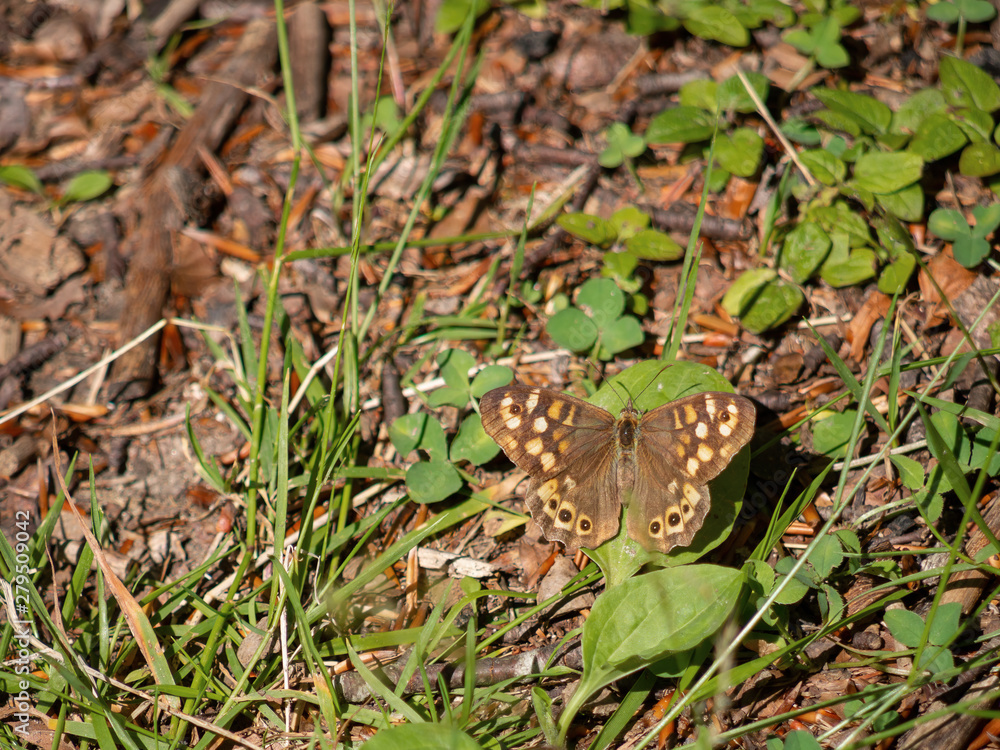 Obraz premium Speckled wood butterfly in habitat. Pararge aegeria.
