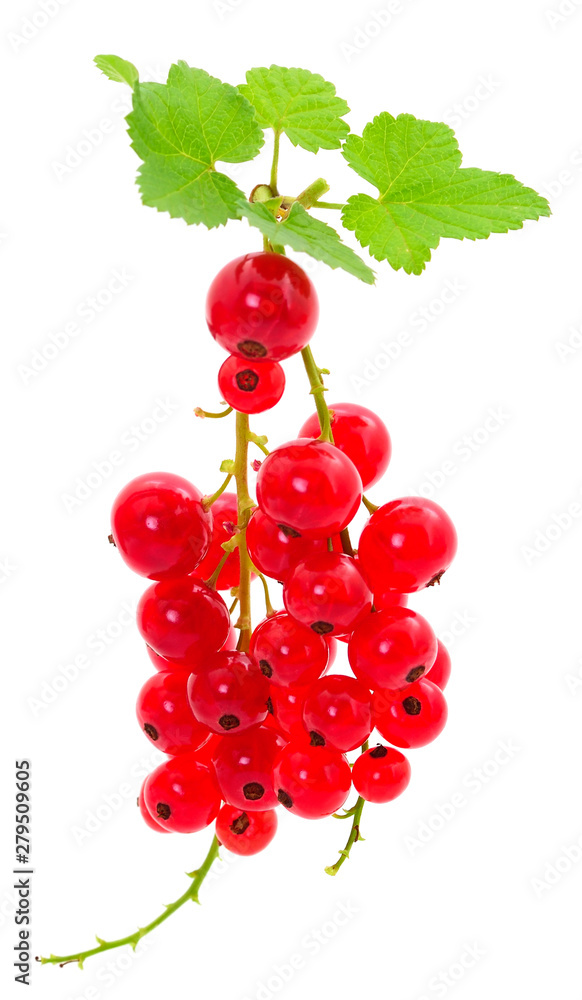 Red currant fruit.