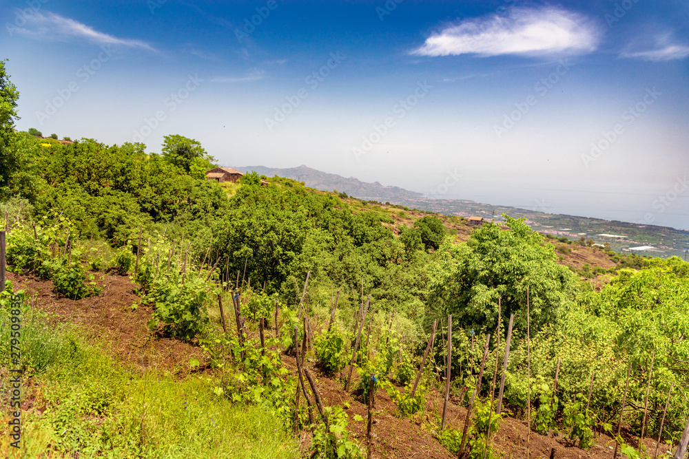 view of Taormina in the background from a vineyard on the Etna volcano