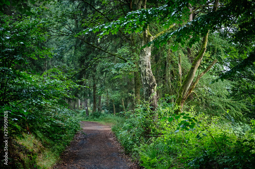 A footpath  leading through a mystical green summer forest during dusk