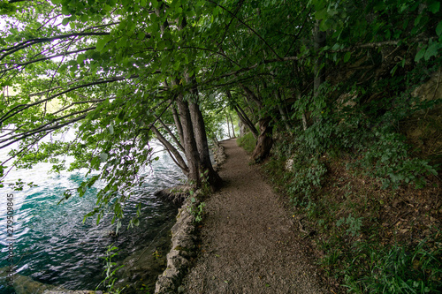 Path along a lake in the forest