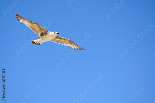 A large white seagull soars in the crystal blue sky. The serenity of wildlife. Close-up. Selective focus. Copy space.