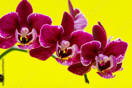 Blooming Mini Velvet Burgundy  Phalaenopsis Orchid Plant isolated on bright yellow background. Moth Orchids. Tribe: Vandeae. Order: Asparagales. photo