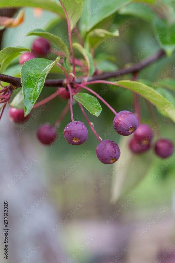 Obraz premium Green fruit of sea bream after spring rain，Malus halliana