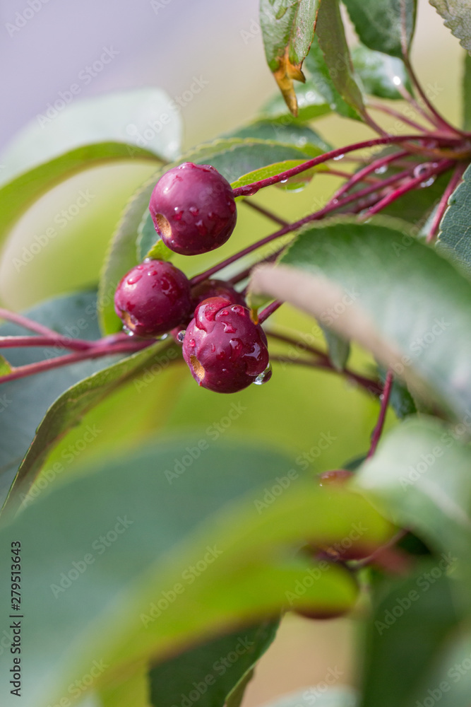 Green fruit of sea bream after spring rain,Malus halliana Green fruit of sea bream after spring rain,Malus halliana