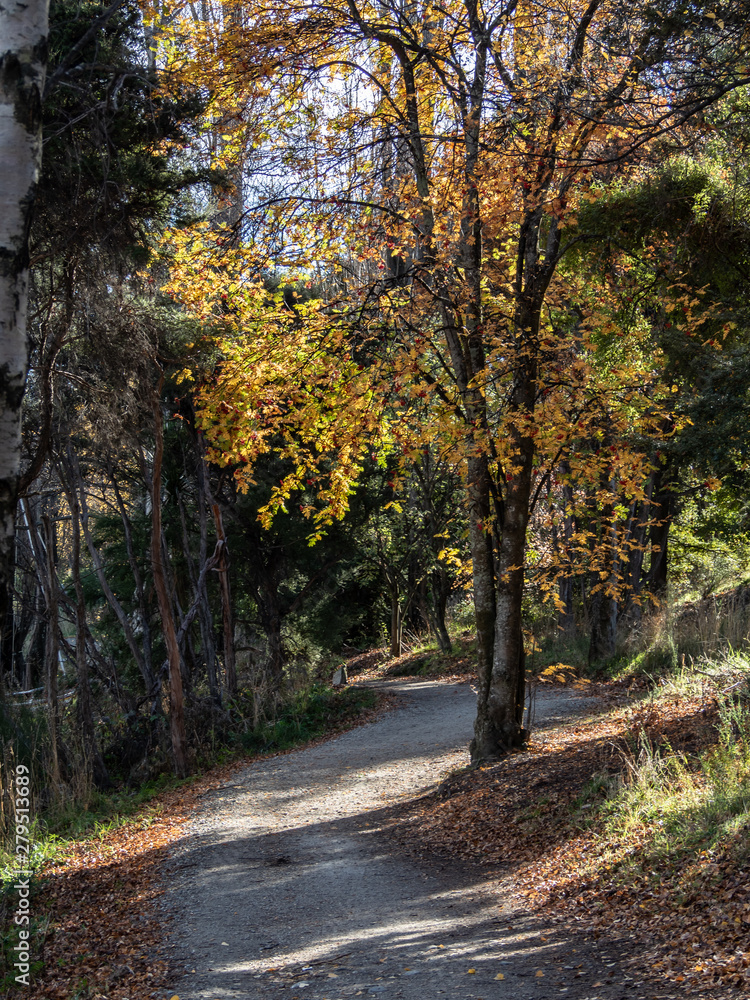 Footpath through autumn trees in Wanaka, New Zealand