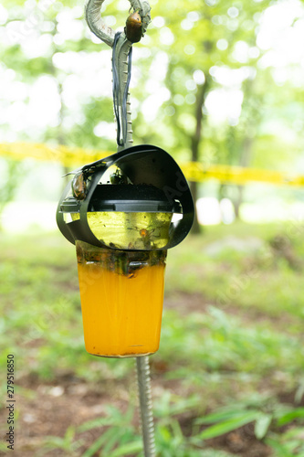 スズメバチの罠