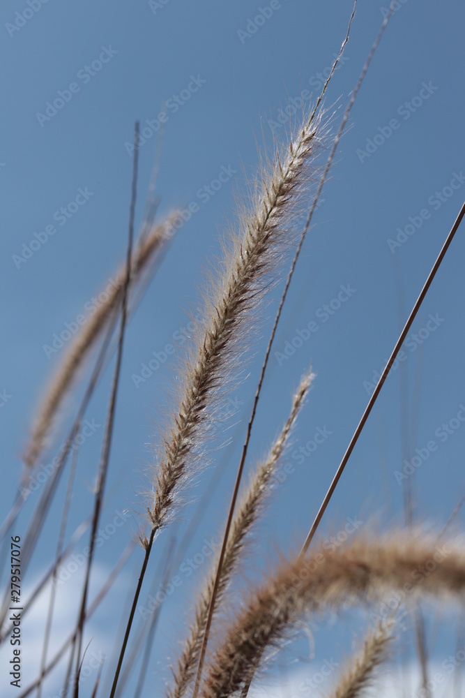 Obraz premium Reeds 