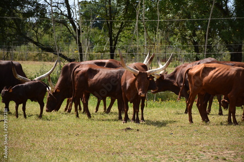 Bœuf watussi photo