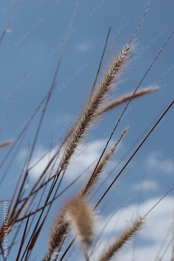 Obraz premium Reeds 