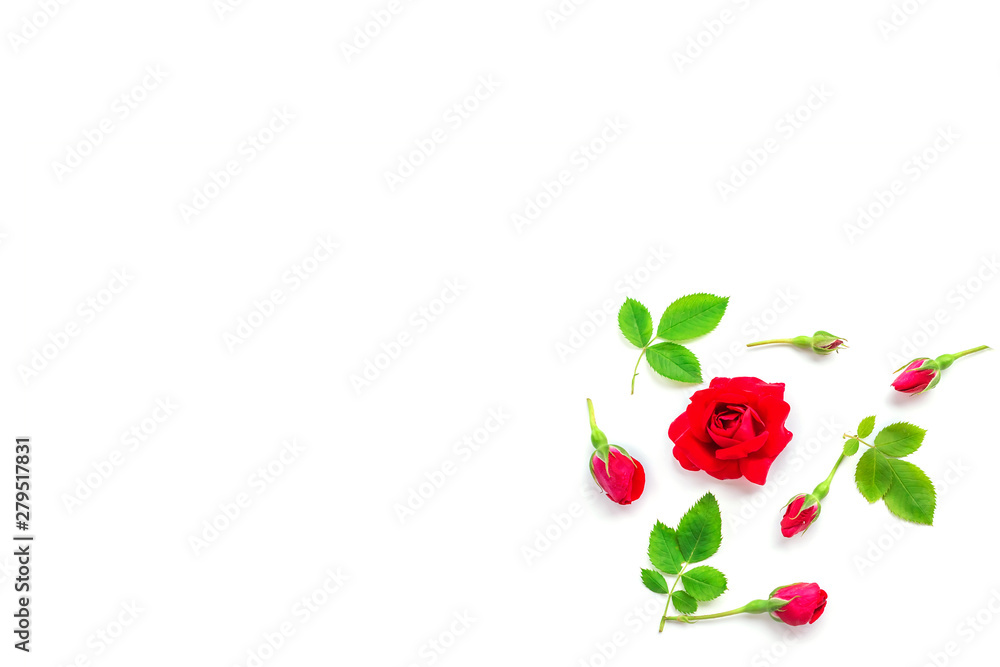 Red roses with leaves and buds on a white background. Background for holiday, birthday, Mother's Day, Valentine's day, Women's Day. Top view, flat lay composition. Copy space for text or design. Red roses with leaves and buds on a white background. Background for holiday, birthday, Mother's Day, Valentine's day, Women's Day. Top view, flat lay composition. Copy space for text or design.