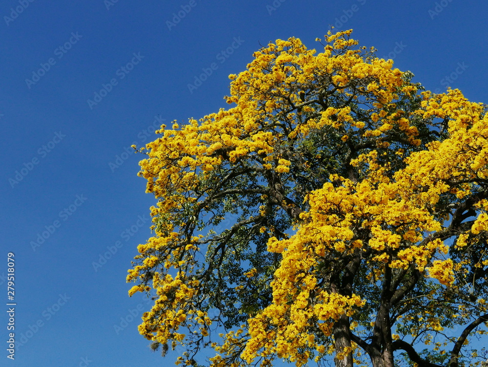 Yellow Tree in Colombia Yellow Tree in Colombia