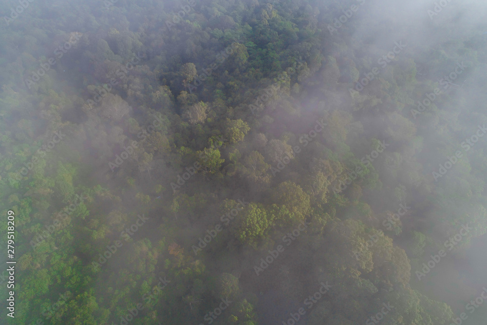 Fototapeta premium Mountain tropical forest morning with fog