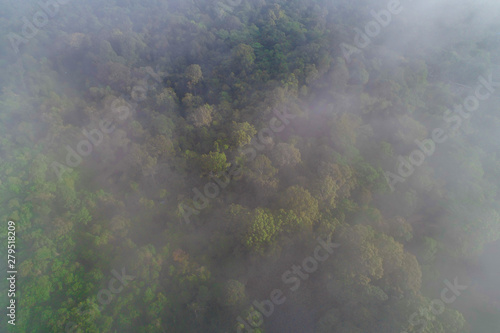 Mountain tropical forest morning with fog