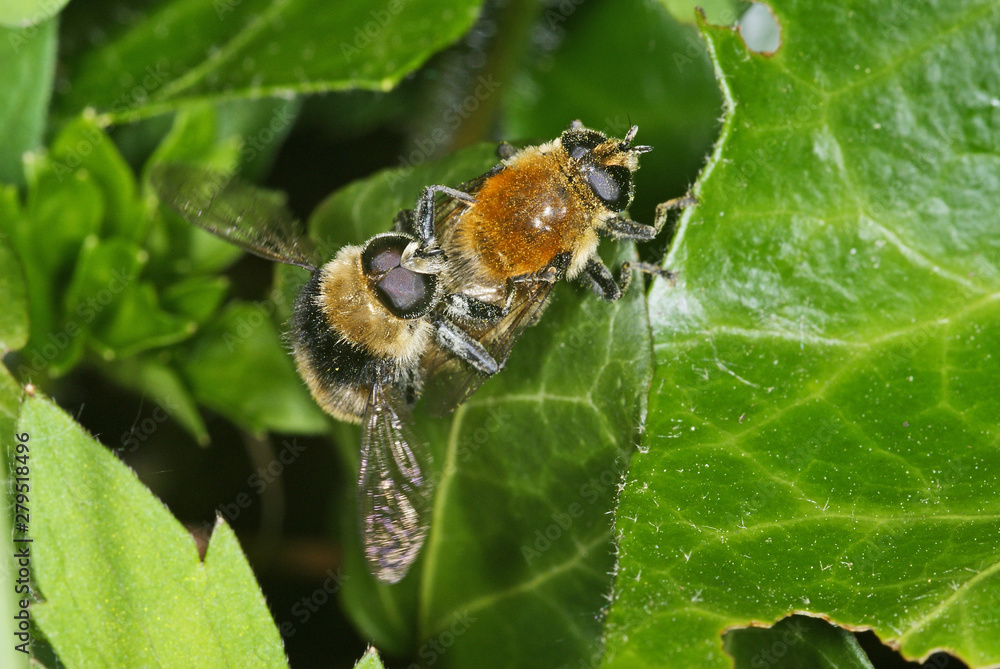 Volucella bombylans Hummel-Waldschwebfliege 23.05.2010 DE, LeverkusenSONY DSC