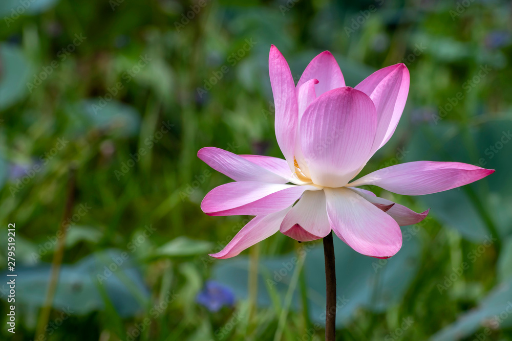 Lotus flower, the lotus ponds in the peaceful and quiet countryside. The background is the lotus leaf and lotus bud and lotus flower and tree