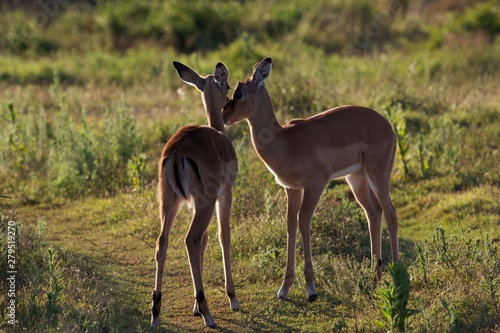 Two young impala calves during sunset